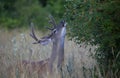 A White-tailed deer buck in the early morning light with velvet antlers eating leaves in summer in Canada Royalty Free Stock Photo