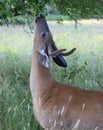 A White-tailed deer buck in the early morning light with velvet antlers eating leaves in summer in Canada Royalty Free Stock Photo