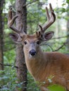 A White-tailed deer buck in the early morning light with velvet antlers in spring in Canada Royalty Free Stock Photo