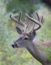 A White-tailed deer buck in the early morning light with velvet antlers in summer in Canada Royalty Free Stock Photo