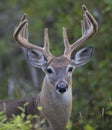 A White-tailed deer buck in the early morning light with velvet antlers in summer in Canada Royalty Free Stock Photo