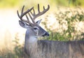 A White-tailed deer buck in the early morning light with velvet antlers in summer in Canada Royalty Free Stock Photo