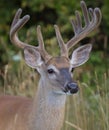 A White-tailed deer buck in the early morning light with velvet antlers in summer in Canada Royalty Free Stock Photo