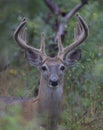 A White-tailed deer buck in the early morning light with velvet antlers in summer in Canada Royalty Free Stock Photo