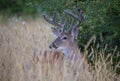 A White-tailed deer buck in the early morning light with velvet antlers in summer in Canada Royalty Free Stock Photo