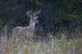 A White-tailed deer buck in the early morning light with velvet antlers in summer in Canada Royalty Free Stock Photo