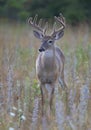 A White-tailed deer buck in the early morning light with velvet antlers in summer in Canada Royalty Free Stock Photo