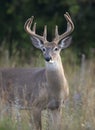 A white-tailed deer buck in the early morning light with velvet antlers in summer in Canada Royalty Free Stock Photo