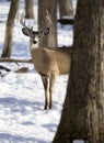 White-tailed deer buck in winter Royalty Free Stock Photo