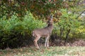 White-tailed deer buck in fall