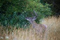 A White-tailed deer buck feeding in the early morning light with velvet antlers in summer in Canada Royalty Free Stock Photo