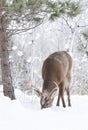 A White-tailed deer buck feeding in the snow in Canada