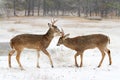 A white-tailed deer buck fighting with another buck during the rut in the early morning autumn light Royalty Free Stock Photo