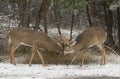 A white-tailed deer buck fighting with another buck during the rut in the early morning autumn light Royalty Free Stock Photo