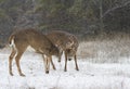 A white-tailed deer buck fighting with another buck during the rut in the early morning autumn light Royalty Free Stock Photo