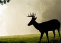 White-tailed deer buck on foggy morning Royalty Free Stock Photo