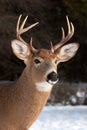 White-tailed deer buck Royalty Free Stock Photo