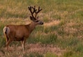 A White-tailed Deer Buck with Beautiful Velvet Antlers