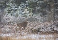 A White-tailed deer buck with a huge neck standing in the falling snow during the rut season in Canada Royalty Free Stock Photo