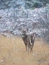 A White-tailed deer buck with a huge neck standing in the falling snow during the rut season in Canada Royalty Free Stock Photo