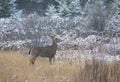 A White-tailed deer buck with a huge neck standing in the falling snow during the rut season in Canada Royalty Free Stock Photo