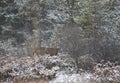 A White-tailed deer buck with a huge neck standing in the falling snow during the rut season in Canada Royalty Free Stock Photo