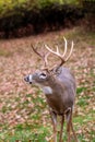 White-tailed deer buck lip curl Royalty Free Stock Photo