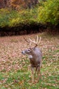 White-tailed deer buck lip curl Royalty Free Stock Photo