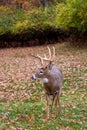 White-tailed deer buck lip curl Royalty Free Stock Photo