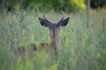 A White-tailed deer buck looking off into the distance in the early morning light with velvet antlers in summer in Canada Royalty Free Stock Photo