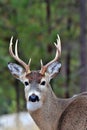 White Tailed Deer-Buck, Montana. Royalty Free Stock Photo