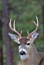 White Tailed Deer-Buck, Montana. Royalty Free Stock Photo