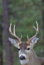 White Tailed Deer-Buck, Montana. Royalty Free Stock Photo