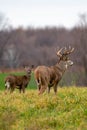 White-tailed deer buck odocoileus virginianus chasing a doe during the November rut in Wisconsin Royalty Free Stock Photo