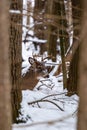 White-tailed deer buck odocoileus virginianus covered with snow resting after the rut Royalty Free Stock Photo