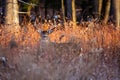 White-tailed deer buck Odocoileus virginianus in November during the rut in Wisconsin Royalty Free Stock Photo