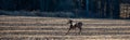 White-tailed deer buck  odocoileus virginianus running across a farm field in Wisconsin during the rut in November Royalty Free Stock Photo