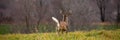 White-tailed Deer Buck Odocoileus Virginianus Running Away With Tail Up In Wisconsin