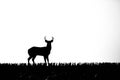 White-tailed deer buck odocoileus virginianus silhouette in a Wisconsin cornfield Royalty Free Stock Photo