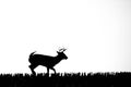 White-tailed deer buck odocoileus virginianus silhouette in a Wisconsin cornfield running