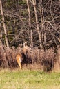 White-tailed deer buck odocoileus virginianus standing alert in a Wausau, Wisconsin hayfield in November