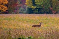 White-tailed deer buck (odocoileus virginianus) standing in a soybean field in September Royalty Free Stock Photo