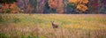 White-tailed deer buck (odocoileus virginianus) standing in a soybean field in September Royalty Free Stock Photo