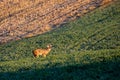 White-tailed deer buck  odocoileus virginianus standing in a Wausau, Wisconsin hayfield in November doing the flehman response Royalty Free Stock Photo