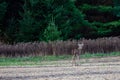 White-tailed deer buck odocoileus virginianus standing in a Wisconsin farm field next to pine trees Royalty Free Stock Photo