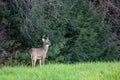White-tailed deer buck odocoileus virginianus standing in a Wisconsin field next to pine trees Royalty Free Stock Photo