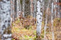 White-tailed deer buck (odocoileus virginianus) standing in a Wisconsin forest during the rut Royalty Free Stock Photo