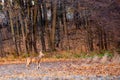 White-tailed deer buck odocoileus virginianus walking in a Wisconsin forest in late October Royalty Free Stock Photo