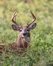 White Tailed Deer Buck Royalty Free Stock Photo