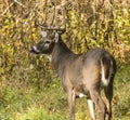 White Tailed Deer Buck Royalty Free Stock Photo